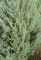 CUPRESSUS arizonica 'Glauca Fastigiata'