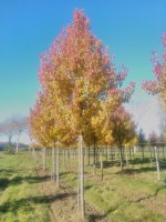 PYRUS calleryana 'Capital'