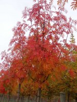 Sorbus 'Dodong'