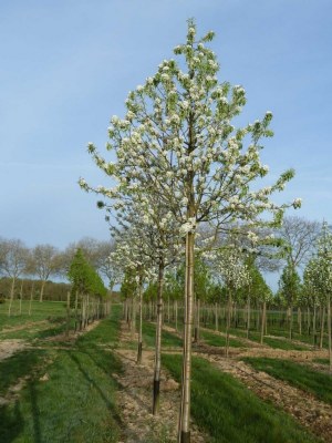 PYRUS nivalis