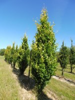 FAGUS sylvatica 'Dawyck Gold'