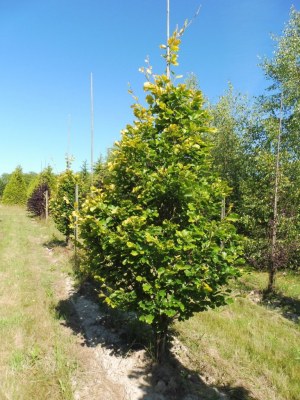 FAGUS sylvatica 'Zlatia'