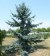 PICEA pungens 'Hoopsii'