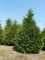 THUJA plicata 'Zebrina'