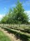 SOPHORA japonica
