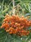 Sorbus 'Dodong'