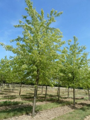 ACER saccharinum 'Laciniatum Wieri'