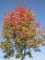 SORBUS x arnoldiana 'Schouten'