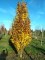 FAGUS orientalis 'Iskander'