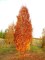 FAGUS orientalis 'Iskander'