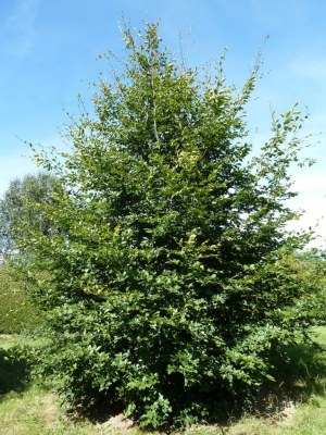 FAGUS sylvatica