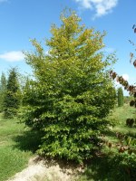 FAGUS sylvatica