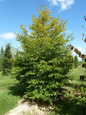 FAGUS sylvatica "Aspleniifolia"