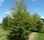 FAGUS sylvatica "Aspleniifolia"
