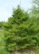 FAGUS sylvatica "Aspleniifolia"