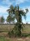FAGUS sylvatica 'Pendula'