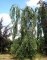 FAGUS sylvatica 'Pendula'