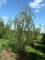 FAGUS sylvatica 'Pendula'