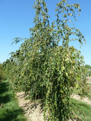 FAGUS sylvatica 'Pendula'