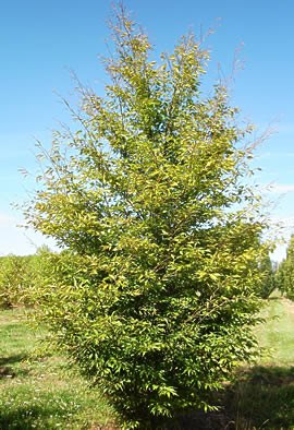 FAGUS sylvatica "Aspleniifolia"