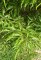 FAGUS sylvatica "Aspleniifolia"