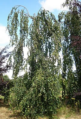 FAGUS sylvatica 'Pendula'