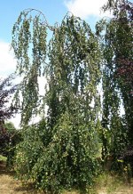 FAGUS sylvatica 'Pendula'