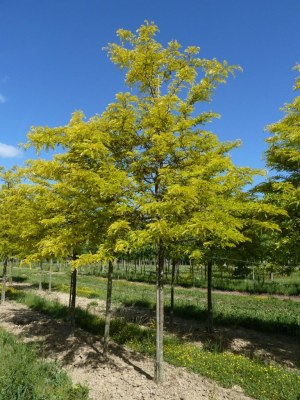 GLEDITSIA triacanthos 'Sunburst'