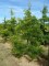 GLEDITSIA triacanthos 'Sunburst'