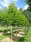 GLEDITSIA triacanthos 'Sunburst'