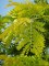 GLEDITSIA triacanthos 'Sunburst'