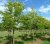 GLEDITSIA triacanthos 'Sunburst'