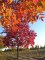 FRAXINUS americana 'Autumn Applause'