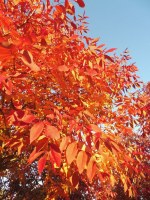 FRAXINUS americana 'Autumn Applause'