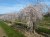 PRUNUS subhirtella 'Pendula'