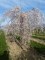 PRUNUS subhirtella 'Pendula'