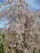 PRUNUS subhirtella 'Pendula'
