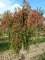 PRUNUS subhirtella 'Pendula'