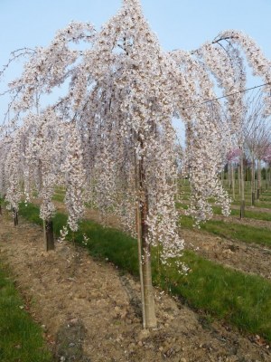 PRUNUS subhirtella 'Pendula'