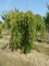 PRUNUS subhirtella 'Pendula'