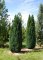 CHAMAECYPARIS lawsoniana 'Ellwoodii'