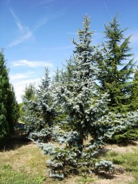 Sapin bleu 'Koster'