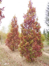 Chêne 'Crimson Spire'