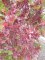 QUERCUS 'Crimson Spire'