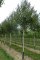 BETULA albosinensis 'Fascination'