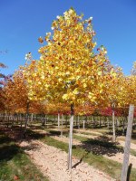 LIRIODENDRON tulipifera