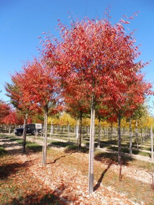 ZELKOVA serrata 'Flekova' Green Vase