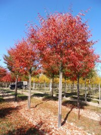 Zelkova du Japon 'Flekova'