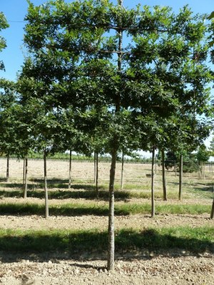 QUERCUS cerris palissé  tige 5 étages