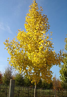 GINKGO biloba